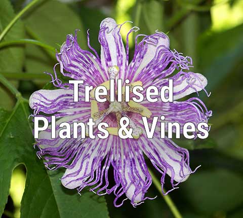 Trellised Plants and Vines