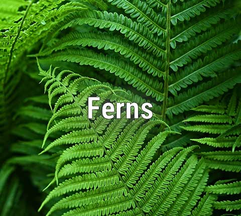 Boston Ferns