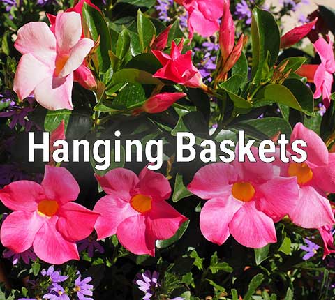 Hanging Baskets