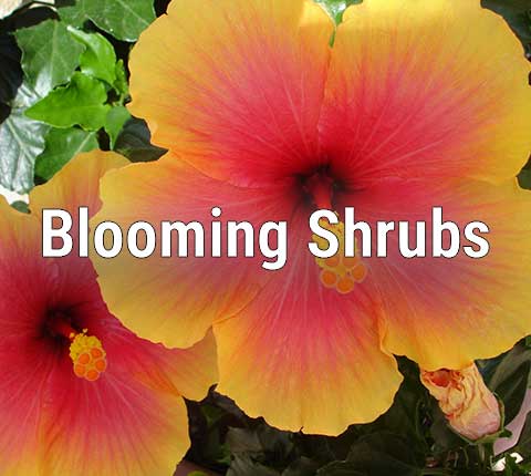 Hibiscus Bush